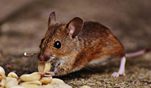 24 Hour & Emergency Exterminators in South Bombay, NY